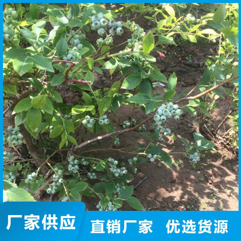 蓝莓苗_桃树苗生产经验丰富