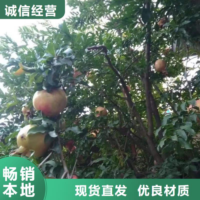 石榴苗视频-石榴苗-黑龙江省牡丹江市【该地】制造商-宁安|阳明|佳木斯|大庆|齐齐哈尔|大兴安岭|哈尔滨|黑河|鹤岗