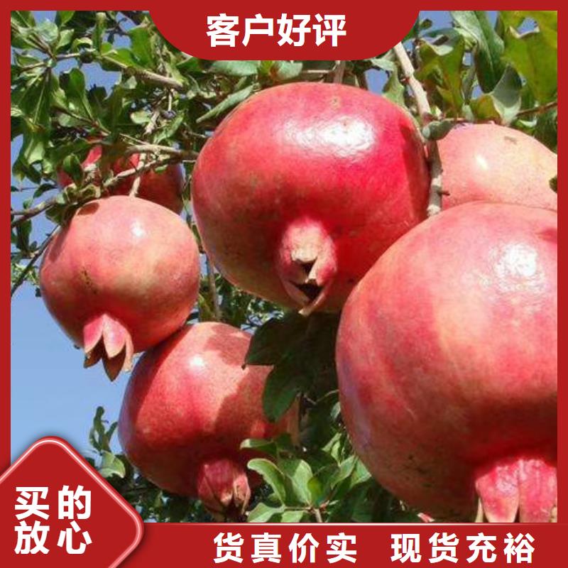 石榴苗视频-石榴苗-黑龙江省牡丹江市【该地】制造商-宁安|阳明|佳木斯|大庆|齐齐哈尔|大兴安岭|哈尔滨|黑河|鹤岗