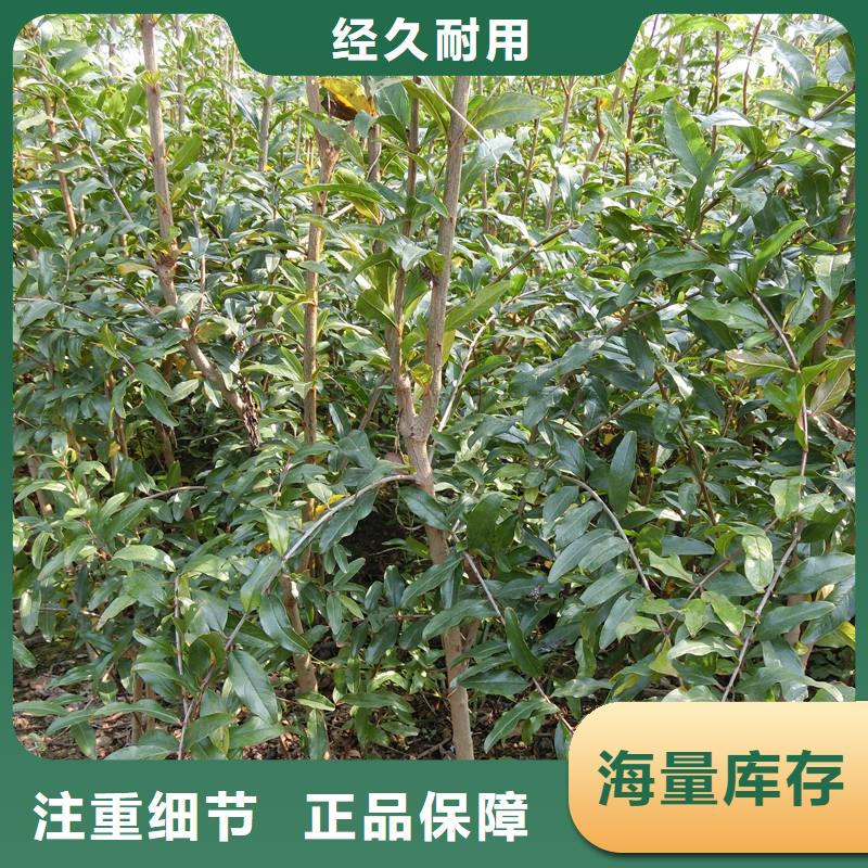 石榴苗视频-石榴苗-黑龙江省牡丹江市【该地】制造商-宁安|阳明|佳木斯|大庆|齐齐哈尔|大兴安岭|哈尔滨|黑河|鹤岗
