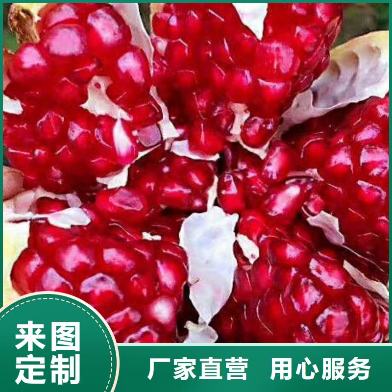 石榴桃树苗专业设计