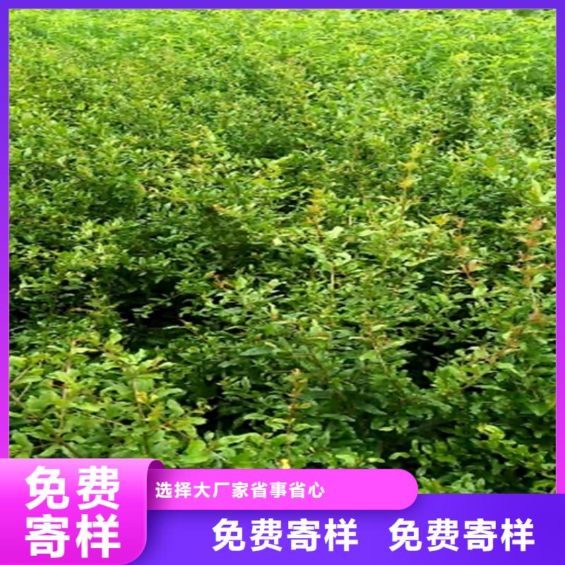 石榴桃树苗专业设计