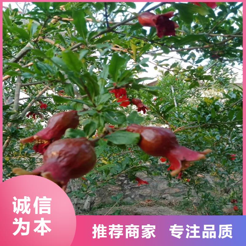 石榴桃树苗专业设计