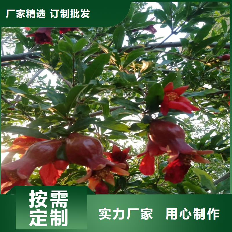 石榴苗视频-石榴苗-黑龙江省牡丹江市【该地】制造商-宁安|阳明|佳木斯|大庆|齐齐哈尔|大兴安岭|哈尔滨|黑河|鹤岗