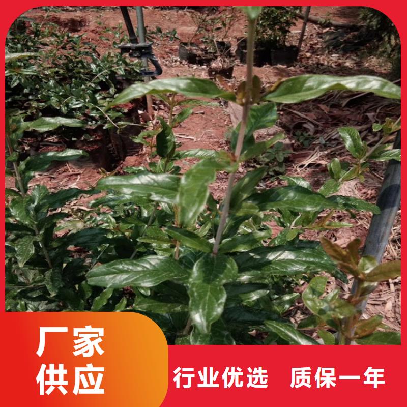 石榴苗视频-石榴苗-黑龙江省牡丹江市【该地】制造商-宁安|阳明|佳木斯|大庆|齐齐哈尔|大兴安岭|哈尔滨|黑河|鹤岗