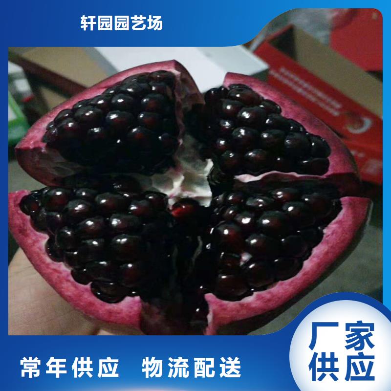 石榴桃树苗专业设计