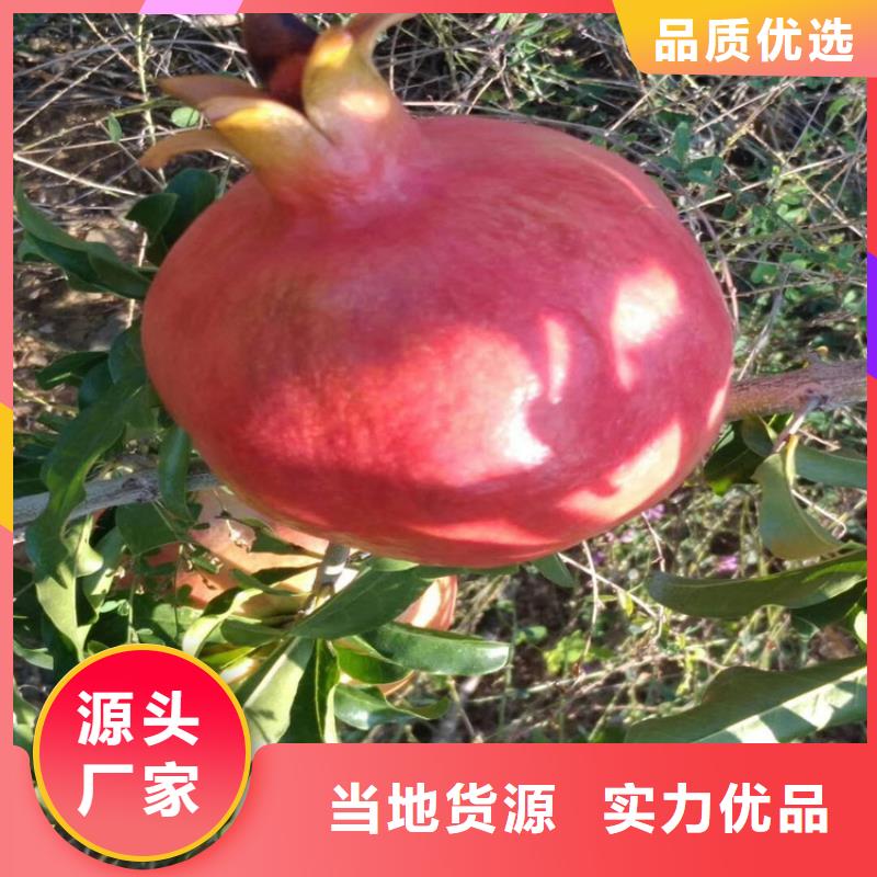石榴苗视频-石榴苗-黑龙江省牡丹江市【该地】制造商-宁安|阳明|佳木斯|大庆|齐齐哈尔|大兴安岭|哈尔滨|黑河|鹤岗