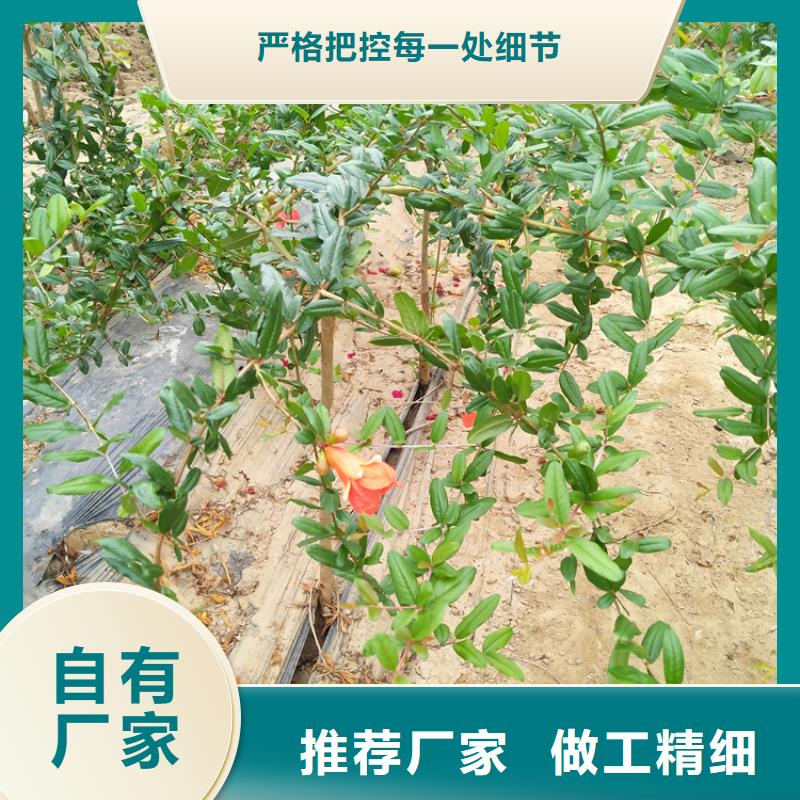 石榴苗视频-石榴苗-黑龙江省牡丹江市【该地】制造商-宁安|阳明|佳木斯|大庆|齐齐哈尔|大兴安岭|哈尔滨|黑河|鹤岗