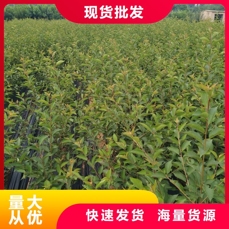 石榴苗视频-石榴苗-黑龙江省牡丹江市【该地】制造商-宁安|阳明|佳木斯|大庆|齐齐哈尔|大兴安岭|哈尔滨|黑河|鹤岗