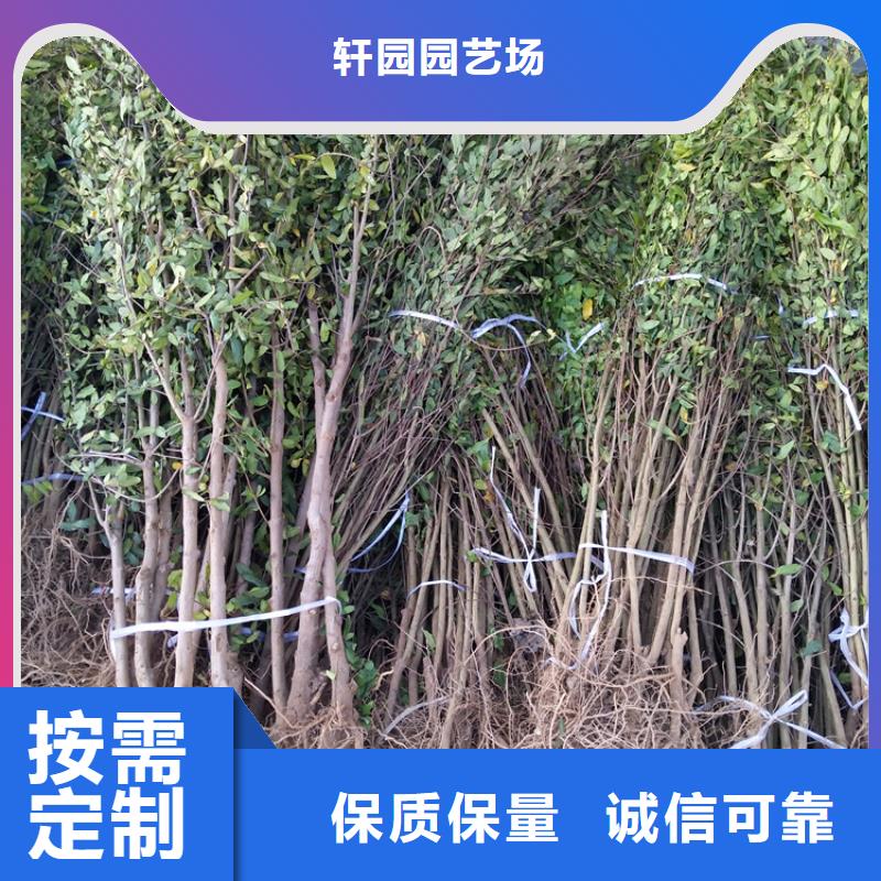 石榴苗视频-石榴苗-黑龙江省牡丹江市【该地】制造商-宁安|阳明|佳木斯|大庆|齐齐哈尔|大兴安岭|哈尔滨|黑河|鹤岗
