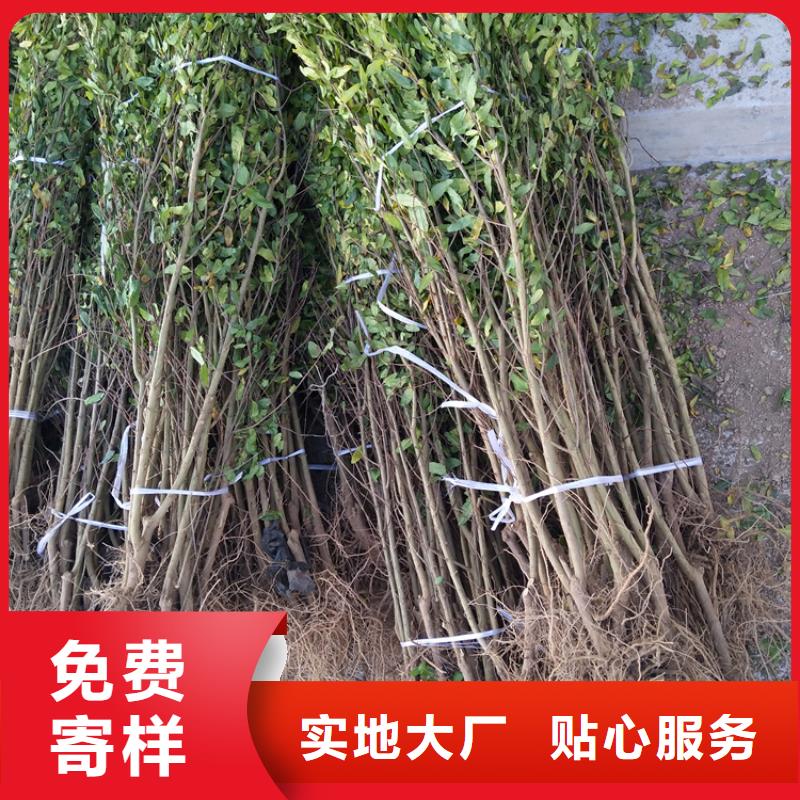 石榴桃树苗专业设计