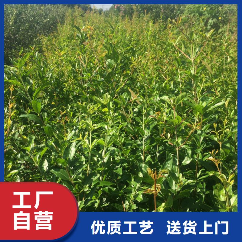石榴苗视频-石榴苗-黑龙江省牡丹江市【该地】制造商-宁安|阳明|佳木斯|大庆|齐齐哈尔|大兴安岭|哈尔滨|黑河|鹤岗