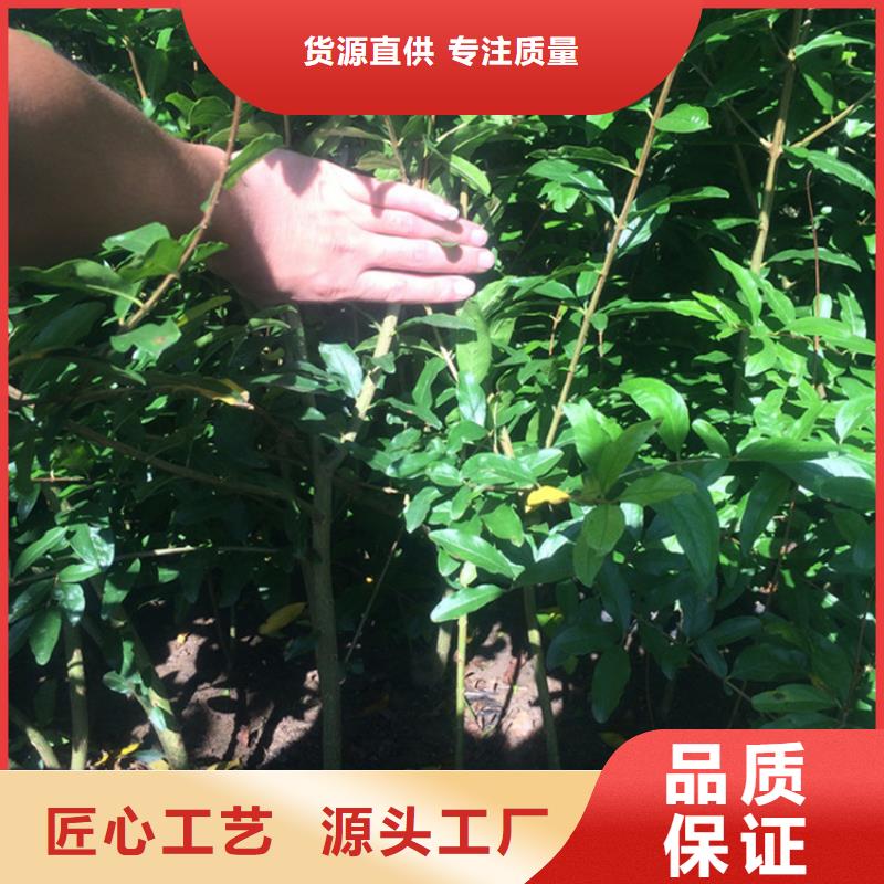石榴苗视频-石榴苗-黑龙江省牡丹江市【该地】制造商-宁安|阳明|佳木斯|大庆|齐齐哈尔|大兴安岭|哈尔滨|黑河|鹤岗
