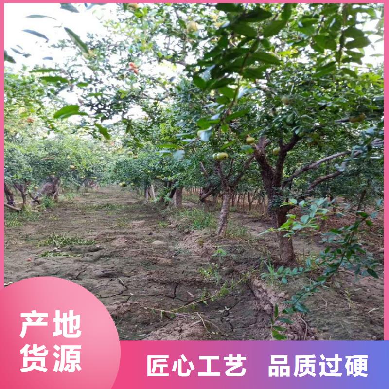 石榴苗视频-石榴苗-黑龙江省牡丹江市【该地】制造商-宁安|阳明|佳木斯|大庆|齐齐哈尔|大兴安岭|哈尔滨|黑河|鹤岗