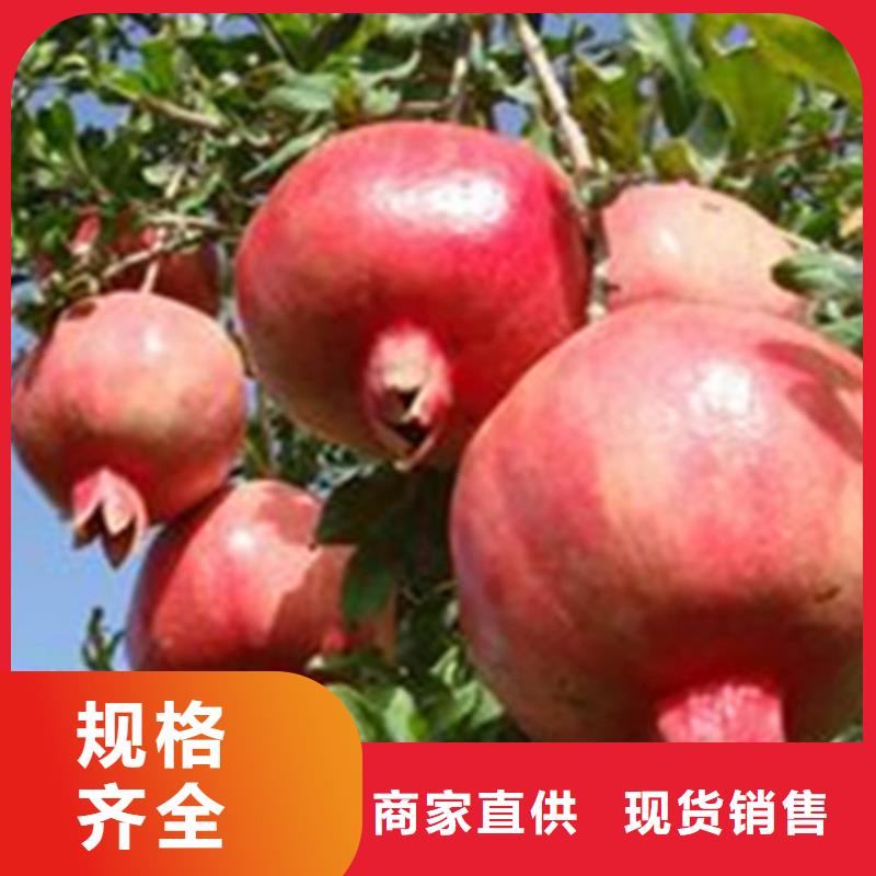 石榴苗视频-石榴苗-黑龙江省牡丹江市【该地】制造商-宁安|阳明|佳木斯|大庆|齐齐哈尔|大兴安岭|哈尔滨|黑河|鹤岗