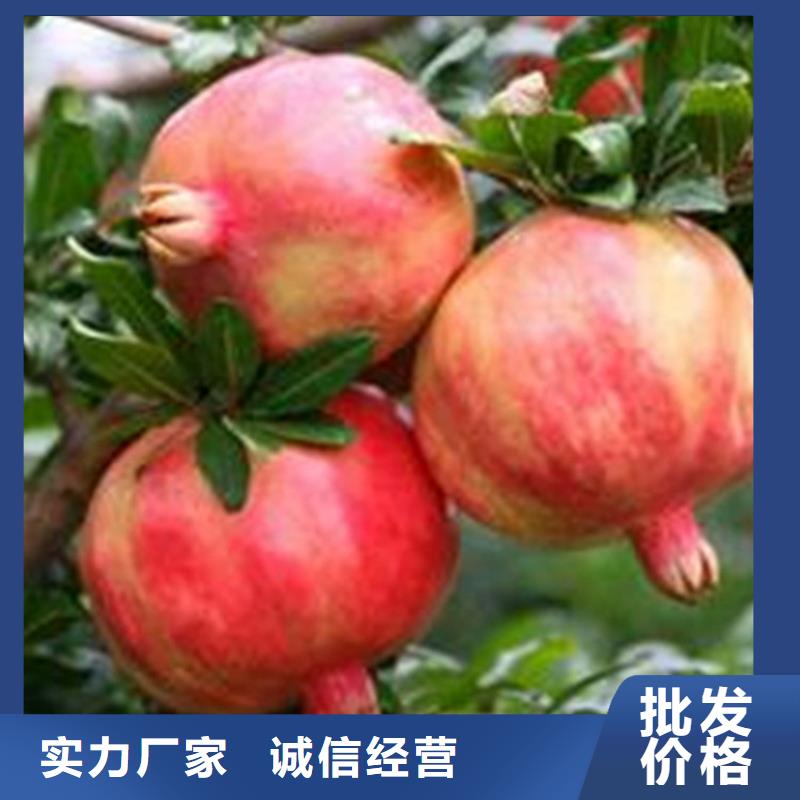 石榴苗视频-石榴苗-黑龙江省牡丹江市【该地】制造商-宁安|阳明|佳木斯|大庆|齐齐哈尔|大兴安岭|哈尔滨|黑河|鹤岗