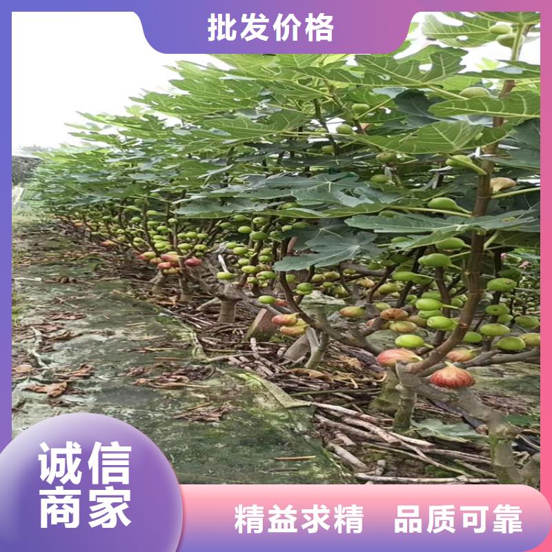 经销商【无花果】-蓝莓苗工厂采购