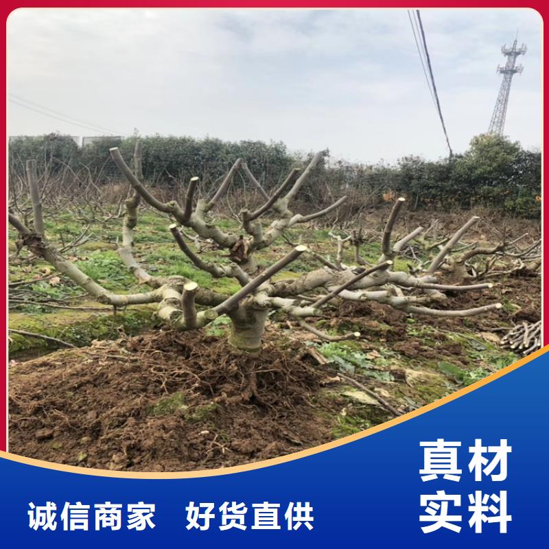 经销商【无花果】-蓝莓苗工厂采购