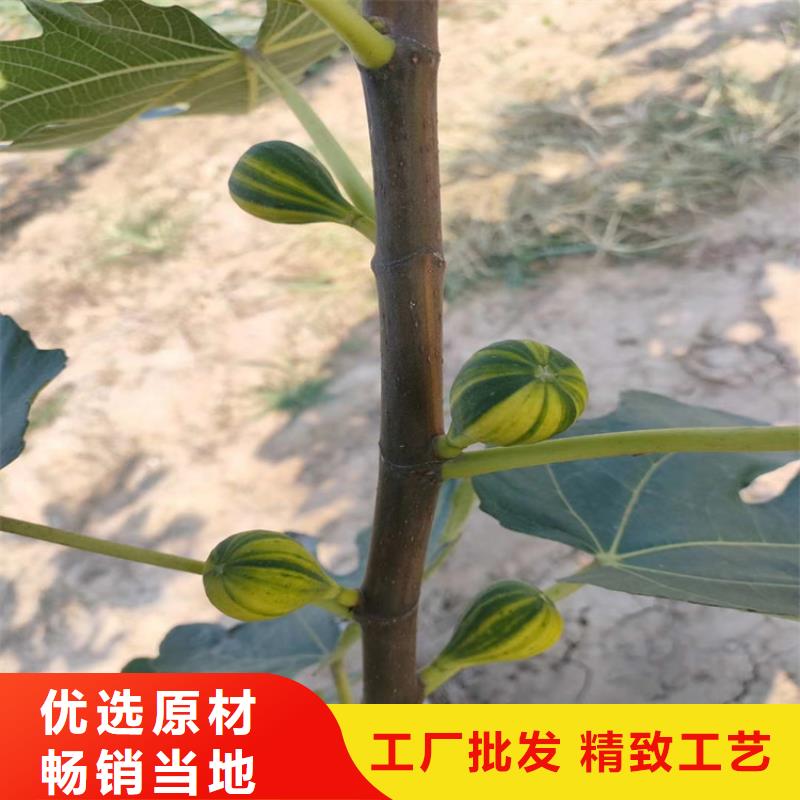 经销商【无花果】-蓝莓苗工厂采购