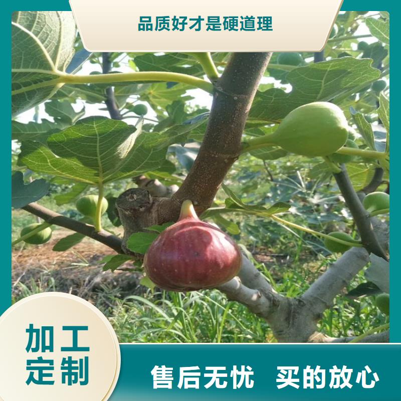 经销商【无花果】-蓝莓苗工厂采购