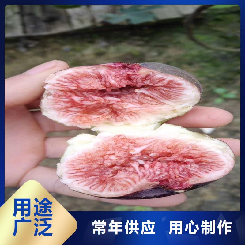 经销商【无花果】-蓝莓苗工厂采购
