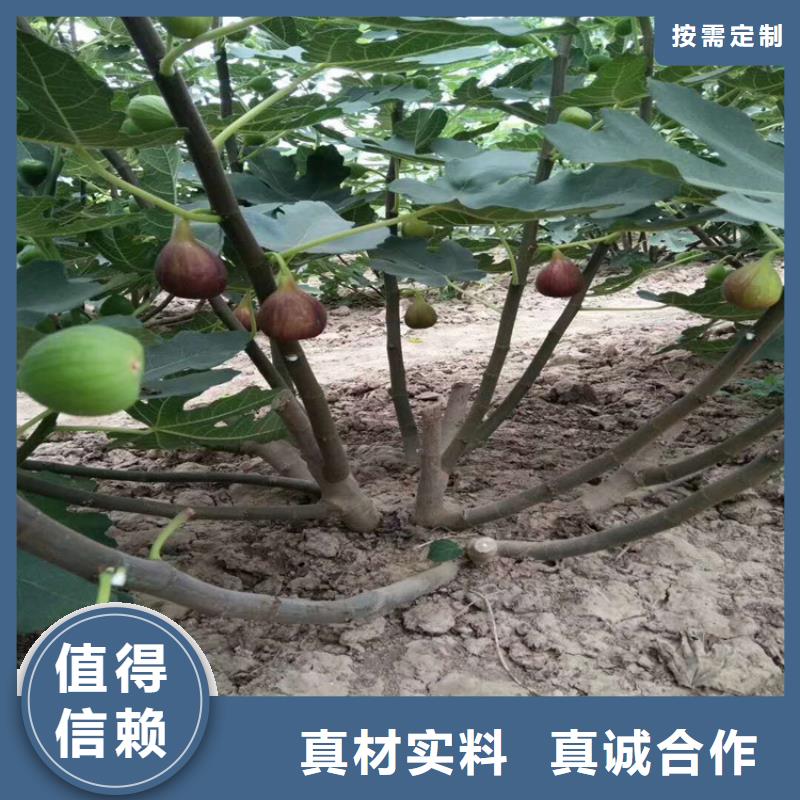 经销商【无花果】-蓝莓苗工厂采购