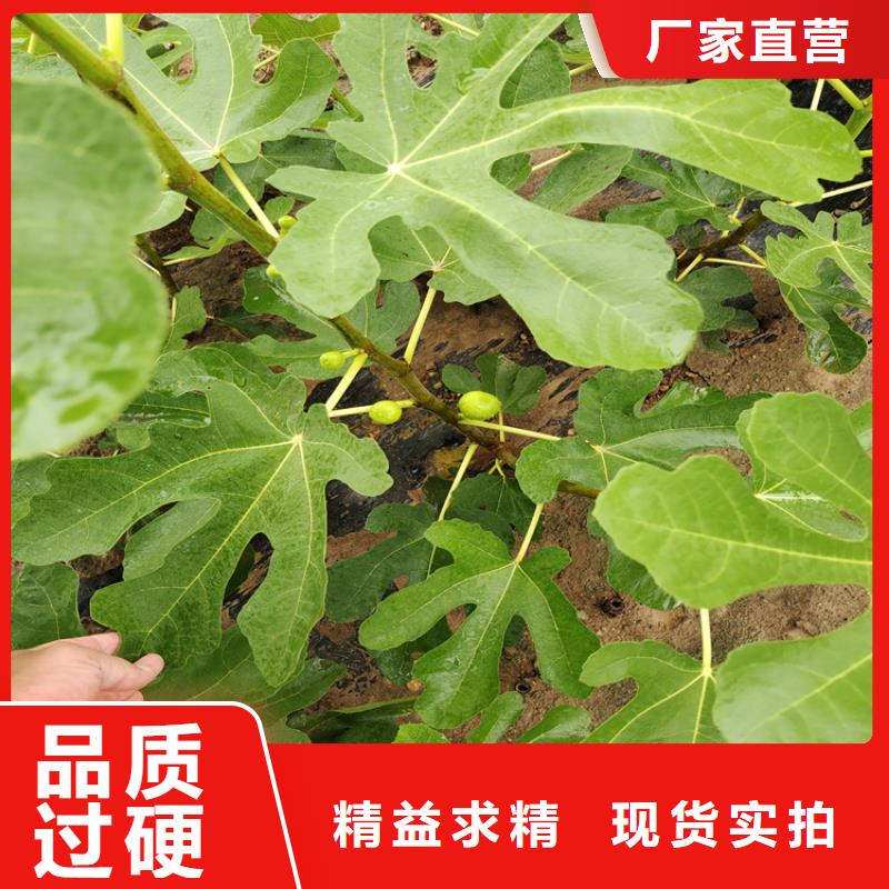 经销商【无花果】-蓝莓苗工厂采购