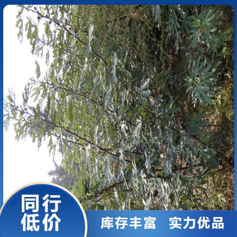 无花果苹果苗质量可靠