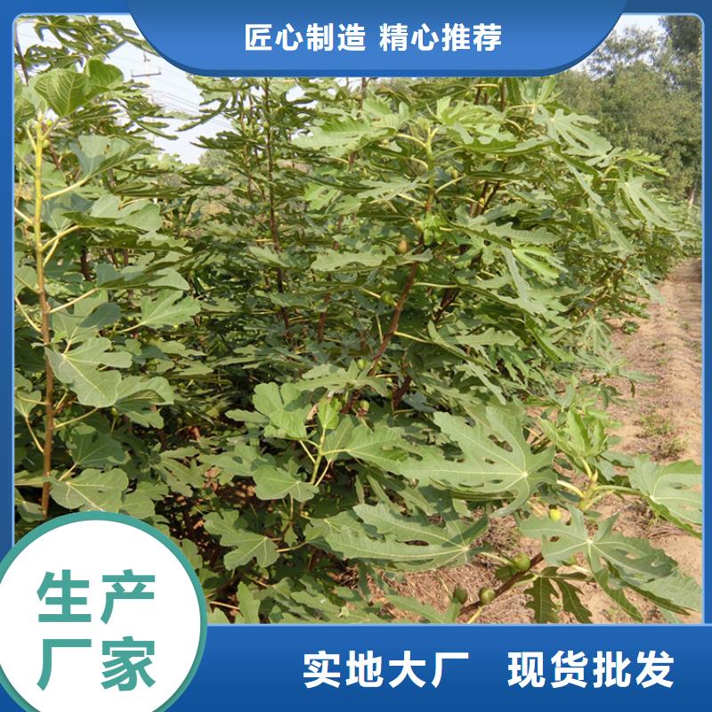 无花果苹果苗质量可靠