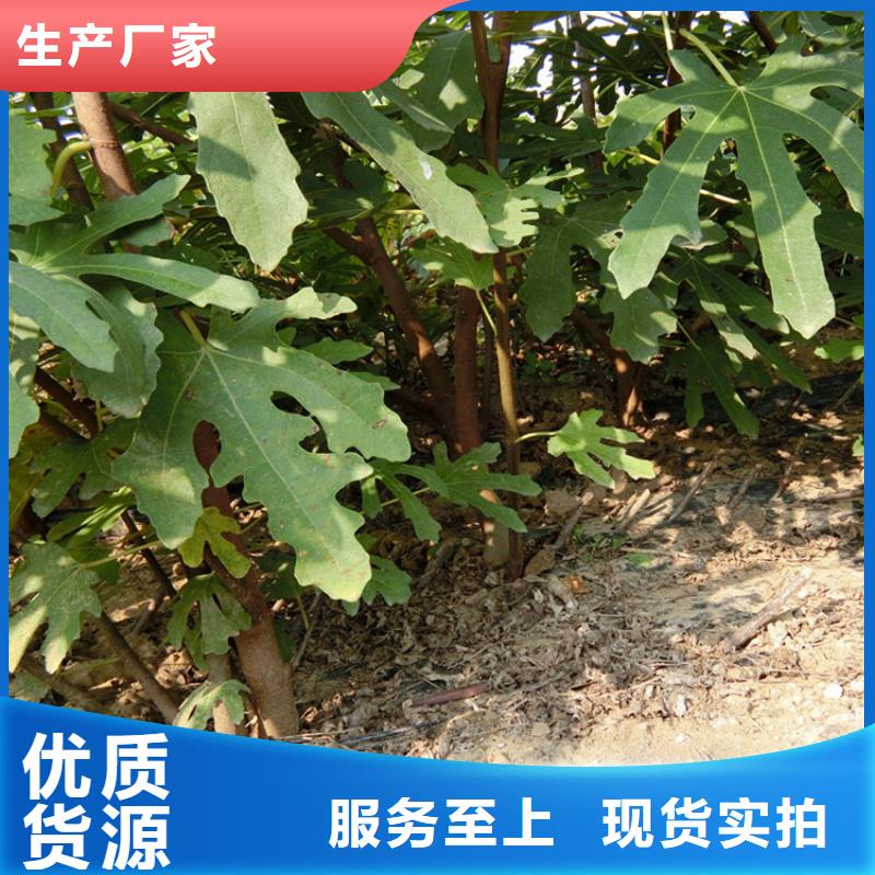 无花果苹果苗质量可靠