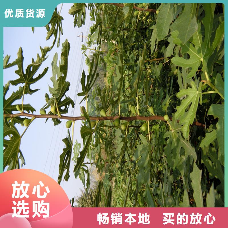 无花果苹果苗质量可靠