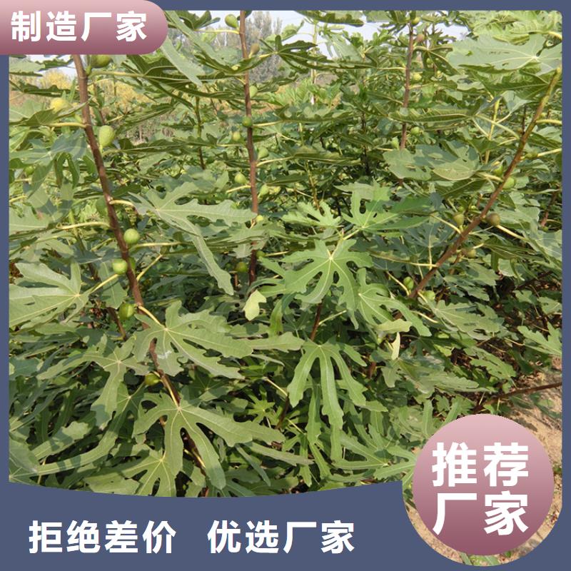 无花果苹果苗质量可靠