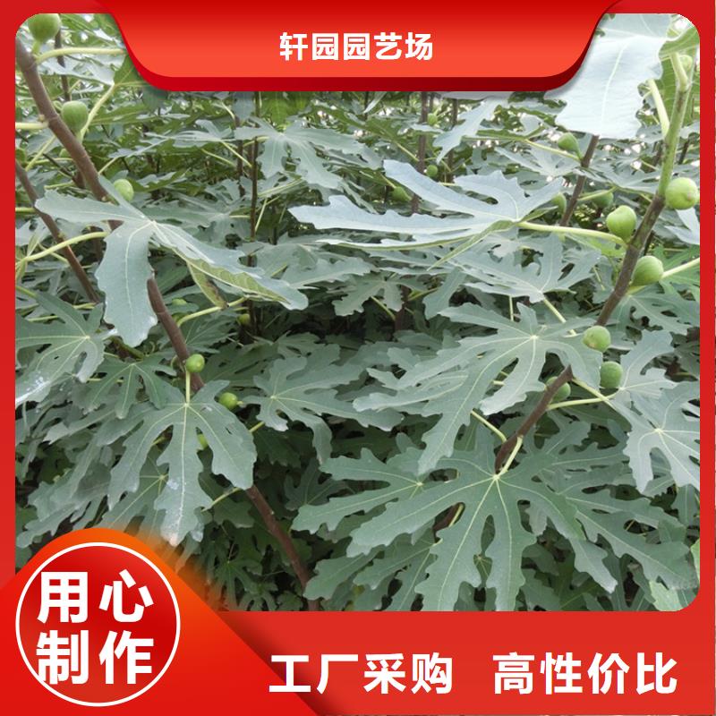 无花果苹果苗质量可靠
