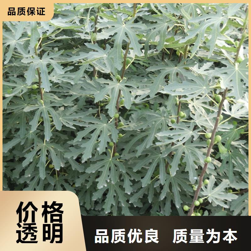 无花果苹果苗质量可靠