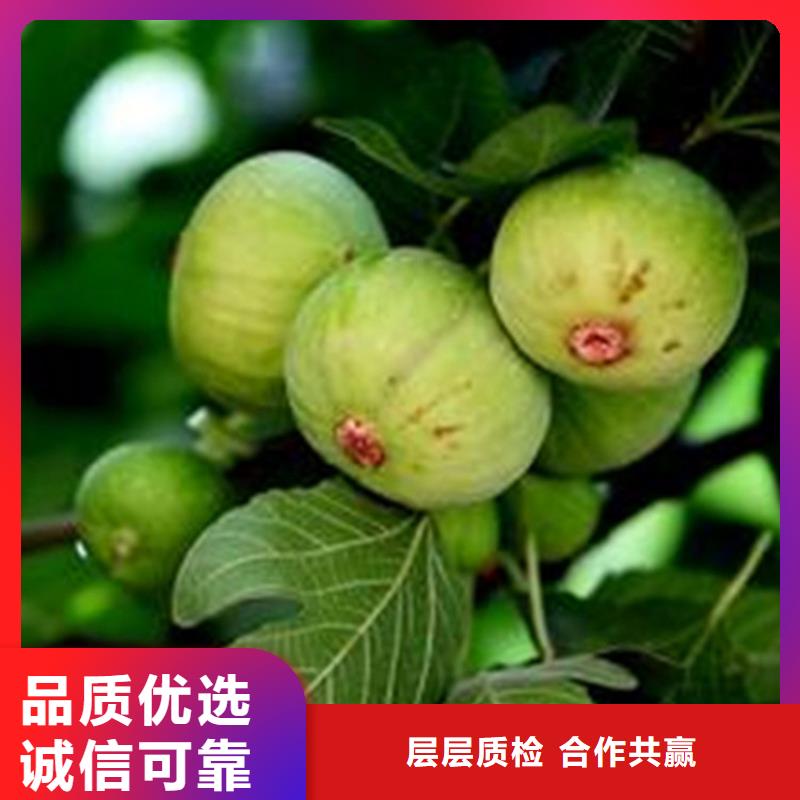 经销商【无花果】-蓝莓苗工厂采购
