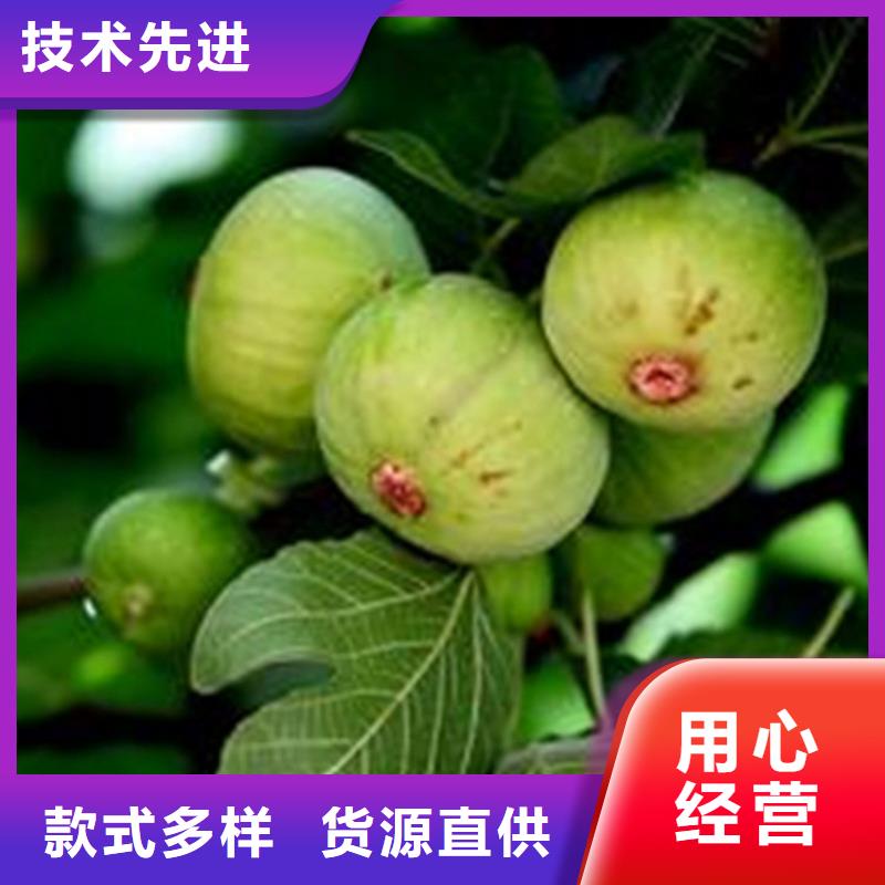无花果苹果苗质量可靠