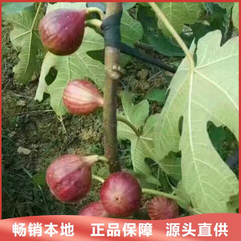 无花果苹果苗质量可靠