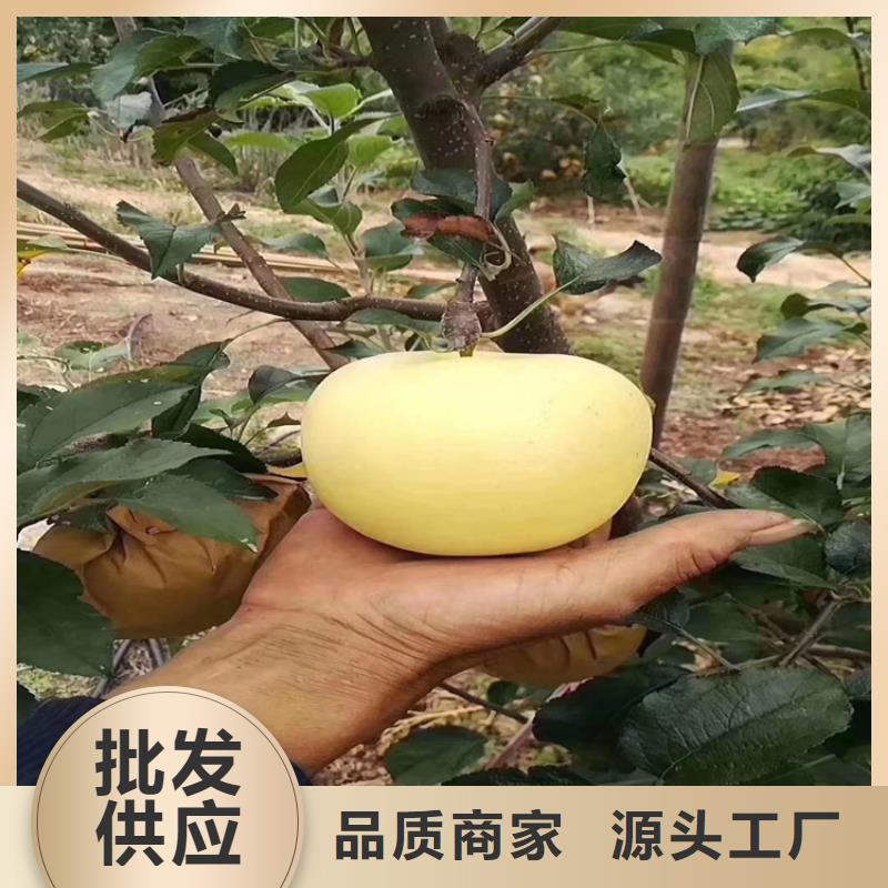 石榴苗视频-石榴苗-轩园园艺场(锦州市分公司)服务区域凌海|北镇|丹东|本溪|辽阳|大连|抚顺