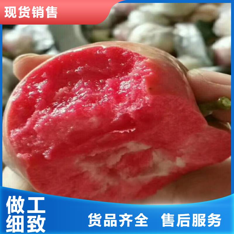 苹果,苹果苗就近发货