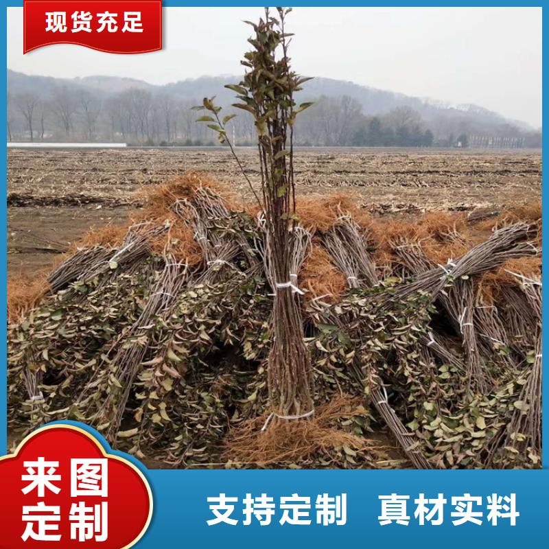 石榴苗视频-石榴苗-轩园园艺场(锦州市分公司)服务区域凌海|北镇|丹东|本溪|辽阳|大连|抚顺