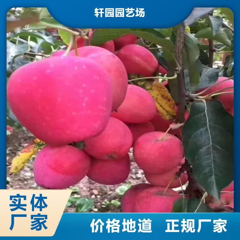 石榴苗视频-黔东南市石榴苗-(同城)可服务区域丹寨|剑河|贵阳|遵义|毕节|黔西南