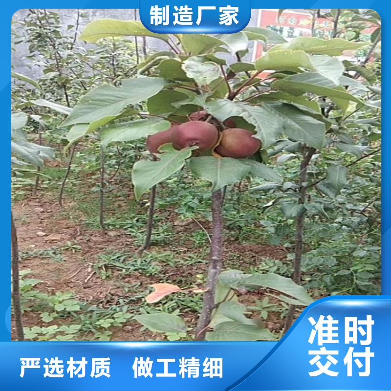 石榴苗视频-黔东南市石榴苗-(同城)可服务区域丹寨|剑河|贵阳|遵义|毕节|黔西南
