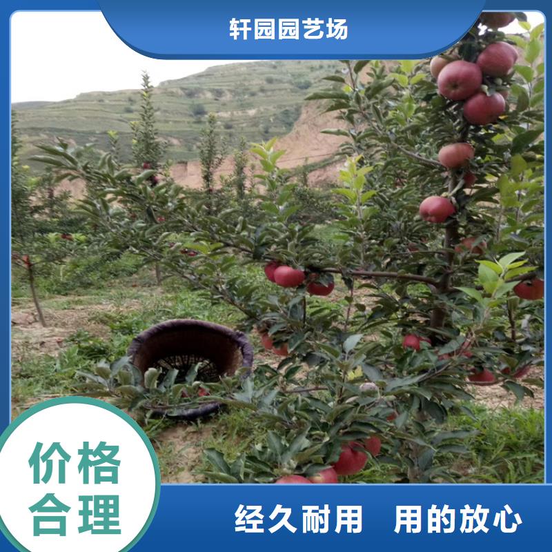 石榴苗视频-石榴苗-轩园园艺场(锦州市分公司)服务区域凌海|北镇|丹东|本溪|辽阳|大连|抚顺