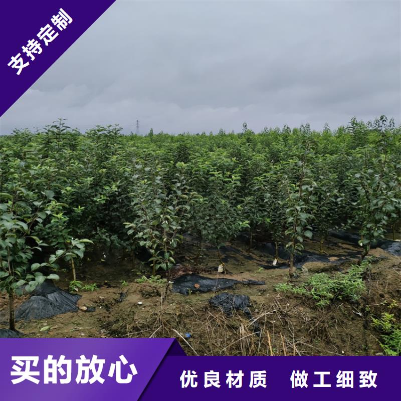 石榴苗视频-石榴苗-轩园园艺场(锦州市分公司)服务区域凌海|北镇|丹东|本溪|辽阳|大连|抚顺