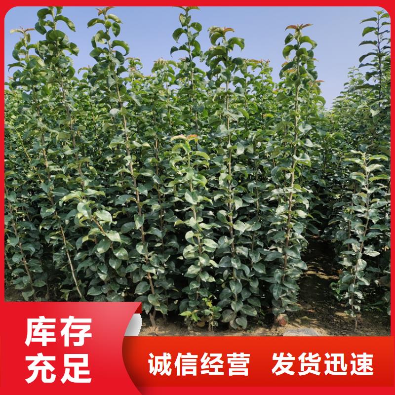 石榴苗视频-石榴苗-轩园园艺场(锦州市分公司)服务区域凌海|北镇|丹东|本溪|辽阳|大连|抚顺