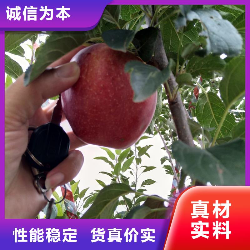 石榴苗视频-石榴苗-轩园园艺场(锦州市分公司)服务区域凌海|北镇|丹东|本溪|辽阳|大连|抚顺