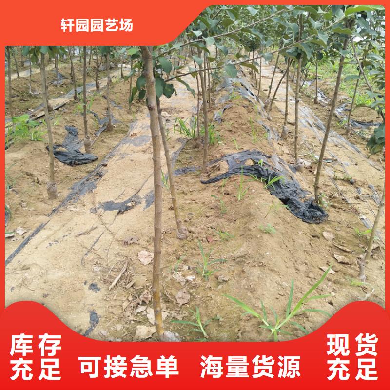 石榴苗视频-石榴苗-轩园园艺场(锦州市分公司)服务区域凌海|北镇|丹东|本溪|辽阳|大连|抚顺