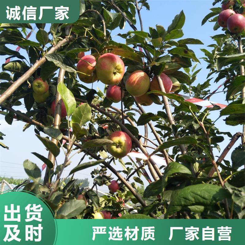 石榴苗视频-石榴苗-轩园园艺场(锦州市分公司)服务区域凌海|北镇|丹东|本溪|辽阳|大连|抚顺