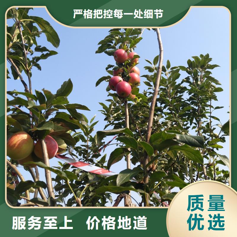 石榴苗视频-黔东南市石榴苗-(同城)可服务区域丹寨|剑河|贵阳|遵义|毕节|黔西南