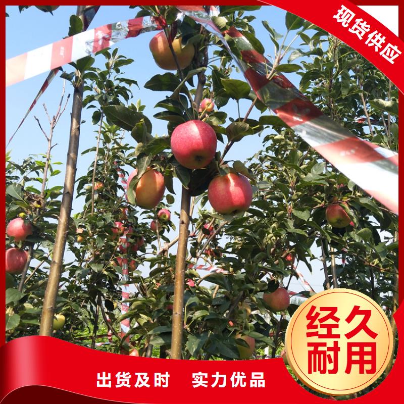 石榴苗视频-黔东南市石榴苗-(同城)可服务区域丹寨|剑河|贵阳|遵义|毕节|黔西南